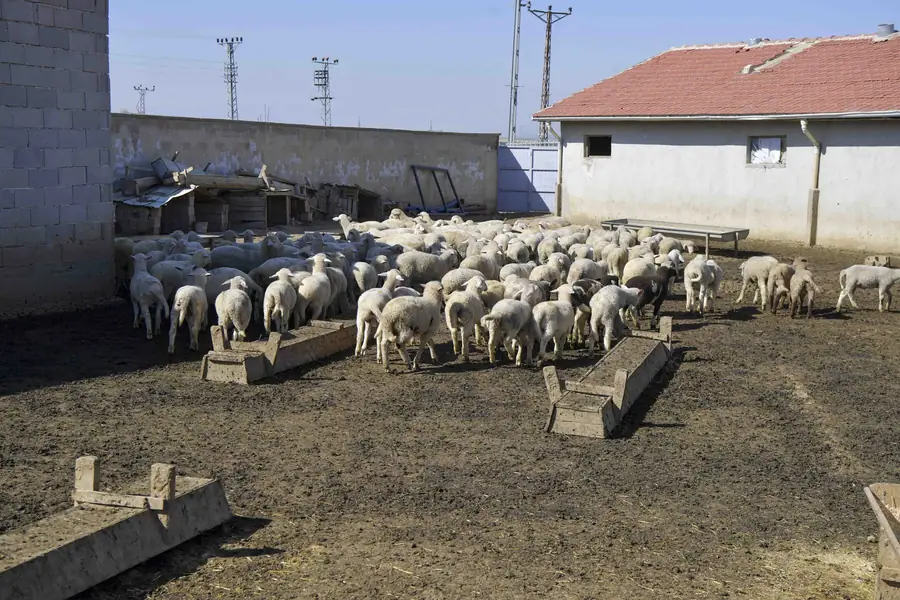 Ankara'da Küçük Ölçekli Hayvancılık İşletmelerine Veteriner Desteği 1 Ankara'da Küçük Ölçekli Hayvancılık İşletmelerine Veteriner Desteği 1