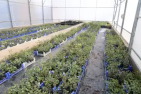 BÜYÜKŞEHİR KEÇİBOYNUZU'NUN MARKA DEĞERİNİ KORUYOR (1)