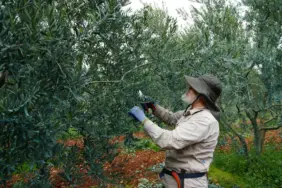 DORLİON ZEYTİNYAĞI KALİTESİNİ ÖDÜLLERLE TESCİLLEDİ (5)