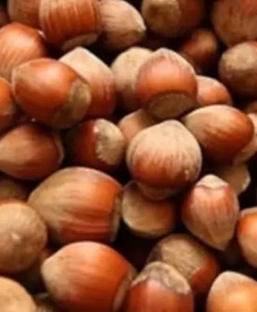Akçakoca Ziraat Odası'ndan Fındık Piyasası ve Girdi Maliyetleri Uyarısı 5 Haber Görseli