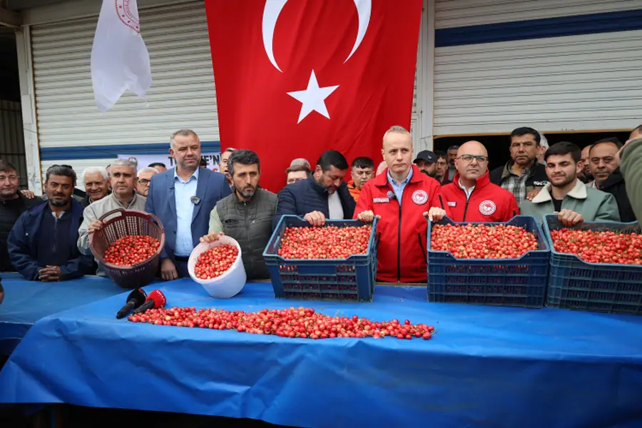 Kiraz Hasadı Manisa'da Başladı! Bu Yıl Kiraza Doyacağız 1 Kiraz Hasadı Manisa'da Başladı! Bu Yıl Kiraza Doyacağız 1