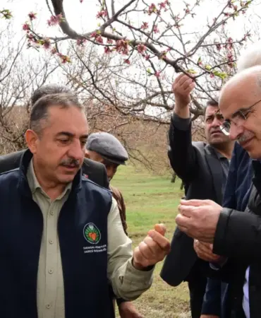 Malatya'da Dolu Vurulan Kayısı Bahçelerinde Hasar Tespiti Yapılıyor 7 Haber Görseli