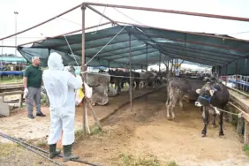 Büyükşehir'den kurban satış alanlarında ilaçlama  (2)