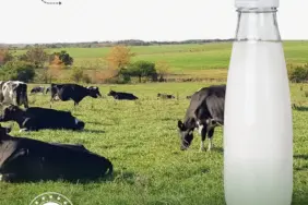 tarım süt