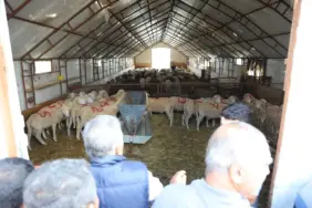 BÜYÜKŞEHİR VE SEYİTGAZİ’DEN ÜRETİCİLERE DAMIZLIK KOÇ DESTEĞİ  (6)