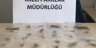 çekirge