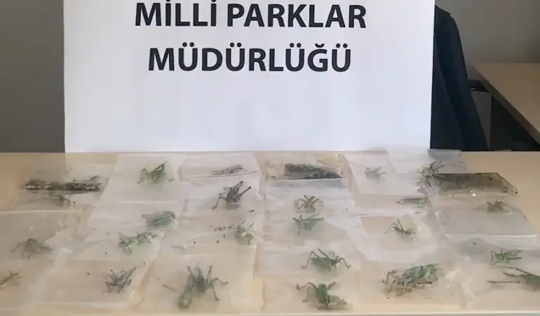 çekirge