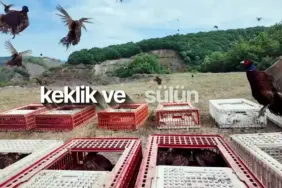 keklik ve sülün