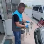 kayseri kedi 2