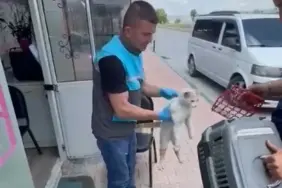 kayseri kedi 2