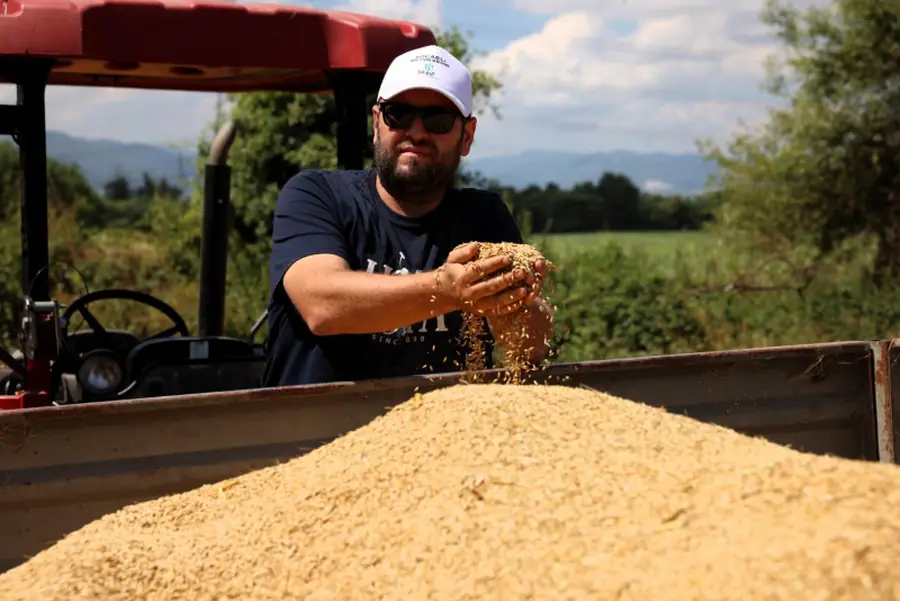 Kocaeli'de Arpa Tarlalarında Hasat Başladı 1 Kocaeli'de Arpa Tarlalarında Hasat Başladı 1