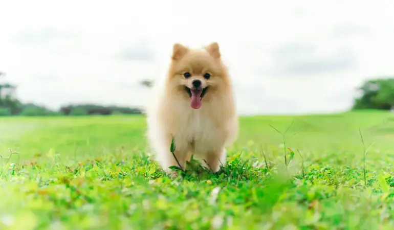 Kapıkule'de Canlı Hayvan Kaçakçılığı: 6 Pomeranian Yavrusu Ele Geçirildi 1 stefanus-fandhy-1AiACL58-aQ-unsplash