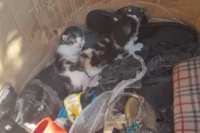 Belediye Ekibinin Dikkati Yavru Kedileri Hayata Bağladı2