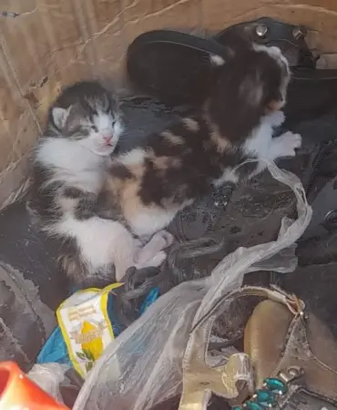 Belediye Ekibinin Dikkati Yavru Kedileri Hayata Bağladı2