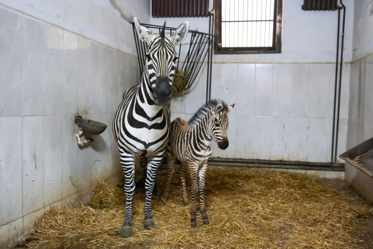 Bursa Hayvanat Bahçesi'nde 'Ygritte' İsimli Zebra Yavrusu Dünyaya Geldi 1 Bursa Hayvanat Bahçesi'nde 'Ygritte' İsimli Zebra Yavrusu Dünyaya Geldi 1
