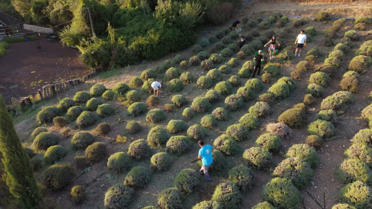 Bodrum'da Gençlik Tarım Kampı'nın İkinci Dönemi Lavanta Hasadıyla Başladı 1 Bodrum'da Gençlik Tarım Kampı'nın İkinci Dönemi Lavanta Hasadıyla Başladı 1