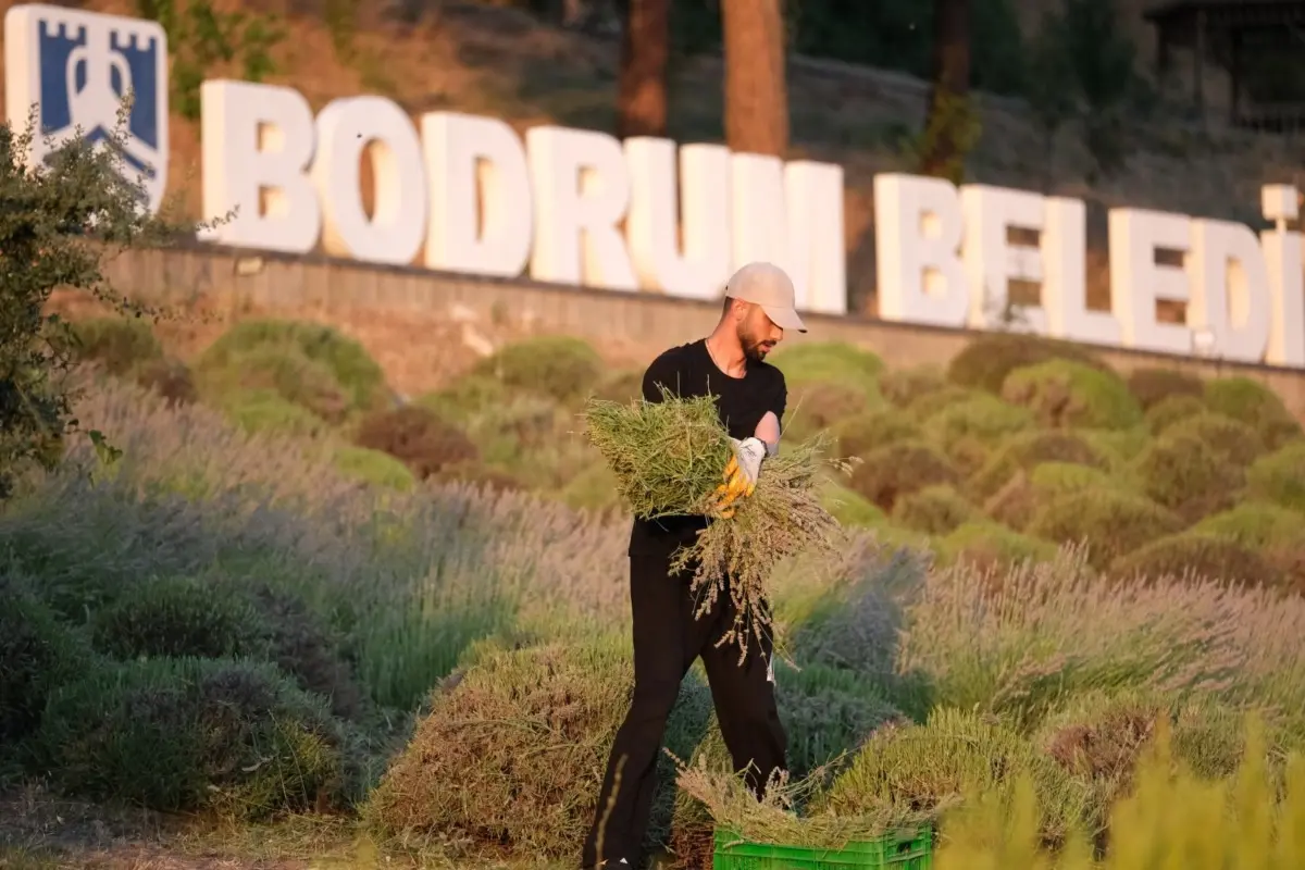 Bodrum'da Düzenlenen Tarım Kampı'nın İkinci Dönemi Sona Erdi 1 Bodrum'da Düzenlenen Tarım Kampı'nın İkinci Dönemi Sona Erdi 1