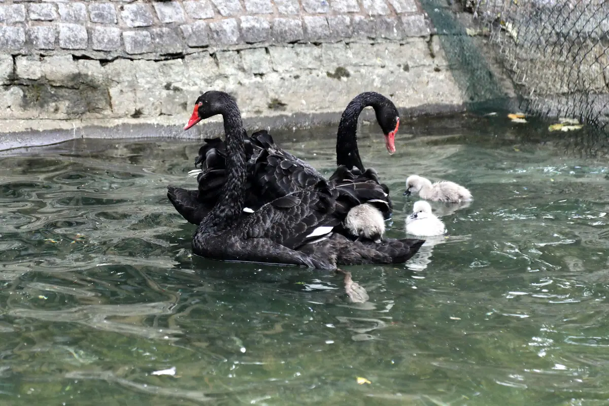 Ankara Kuğulu Park'ta Kuğu Ailesine 4 Yeni Yavru Katıldı 1