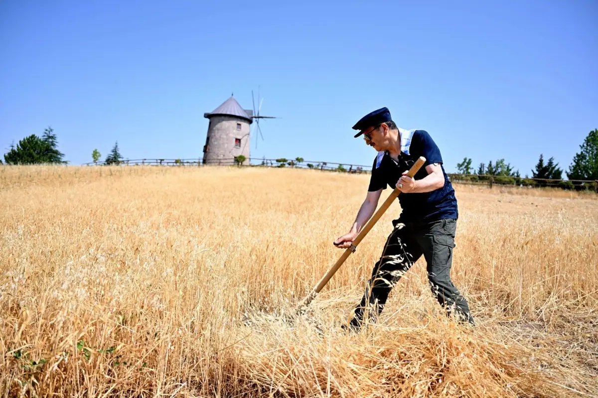 Altınköy'de 10. Geleneksel Hasat Şenliği 31 Temmuz'da Başlıyor 1