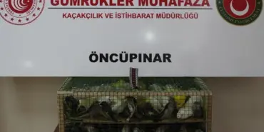 gumruk-muhafaza-dan-kacakciliga-darbe-2026-da-58-bin-519-canli-hayvan-kurtarildi-1785999955-604_large