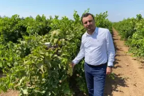 üzüm - bekir başevirgen 1d258g4