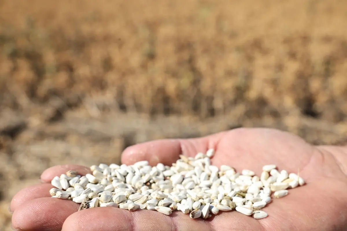 Nilüfer’de Kuru Tarıma Alternatif Aspir Bitkisinin Hasadı Yapıldı 1 Nilüfer’de Kuru Tarıma Alternatif Aspir Bitkisinin Hasadı Yapıldı 1