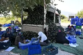 Manisa Büyükşehir Belediyesi Afetzede Çiftçinin Yüzünü Güldürdü (1)