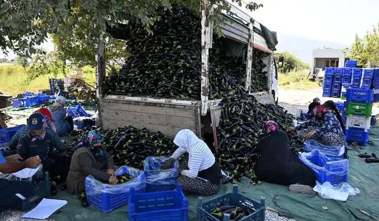 Manisa’da Selden Zarar Gören Üreticiye Fide Desteği 6 Manisa Büyükşehir Belediyesi Afetzede Çiftçinin Yüzünü Güldürdü (1)
